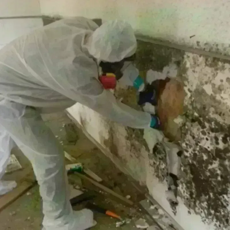 Mold Remediation and Removal in Columbia, MO